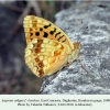 argynnis adippe daghestan karakoysu in laboratory 3